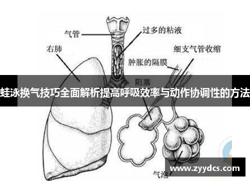 蛙泳换气技巧全面解析提高呼吸效率与动作协调性的方法
